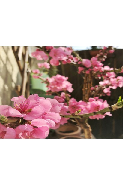 Prunus persica var. nucipersica ‘Starmen’